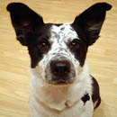 Fiona was adopted in August, 2005